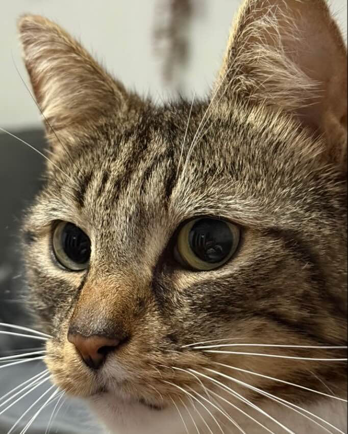 Barnum, our cat